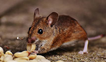 24 Hour & Emergency Exterminators in MDT, PA